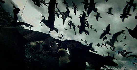 Leviathan_birds